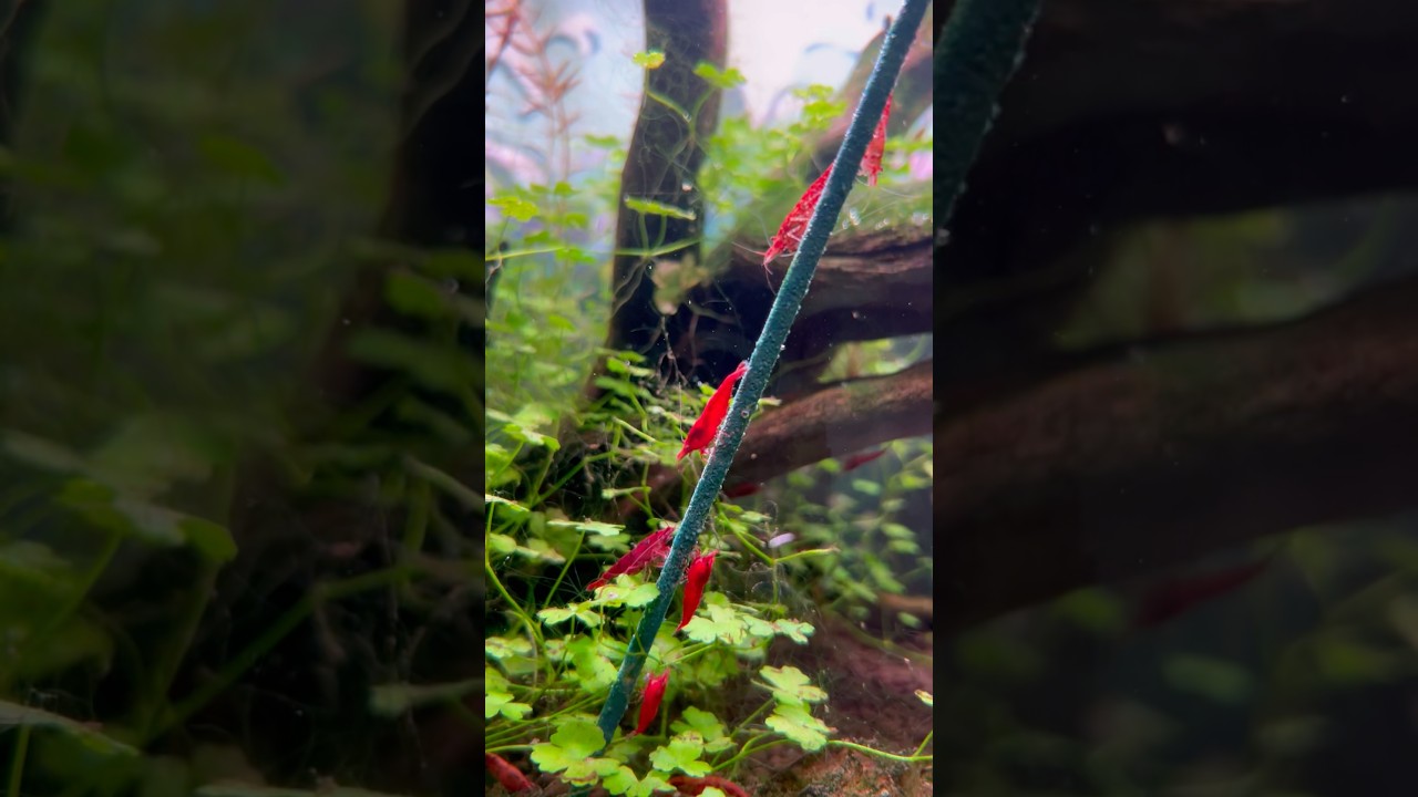 Shrimp treat in the 9 gallon #aquascape #aquarium #youtubeshorts