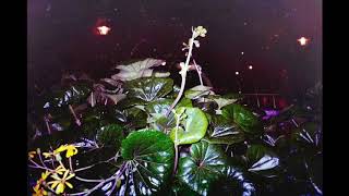 Minduck - Fire Exit Demo