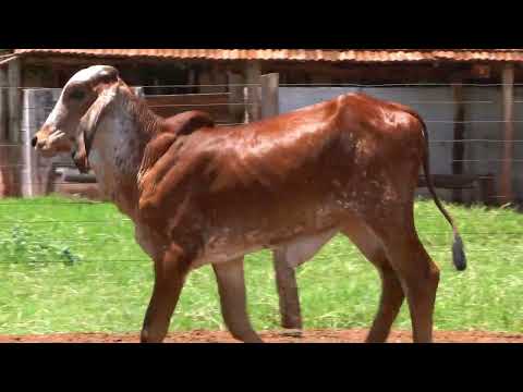LOTE 84 • LEILÃO LIQUIDAÇÃO GIR LEITEIRO BELA VISTA • GBV 242