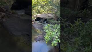 ลื้อน้อยแอวป่าหาแหล่งท่องเที่ยว ເຂົ້າປ່າຫາທຳມະຊາດ #music #love #song #travelblog #lovesong #shorts