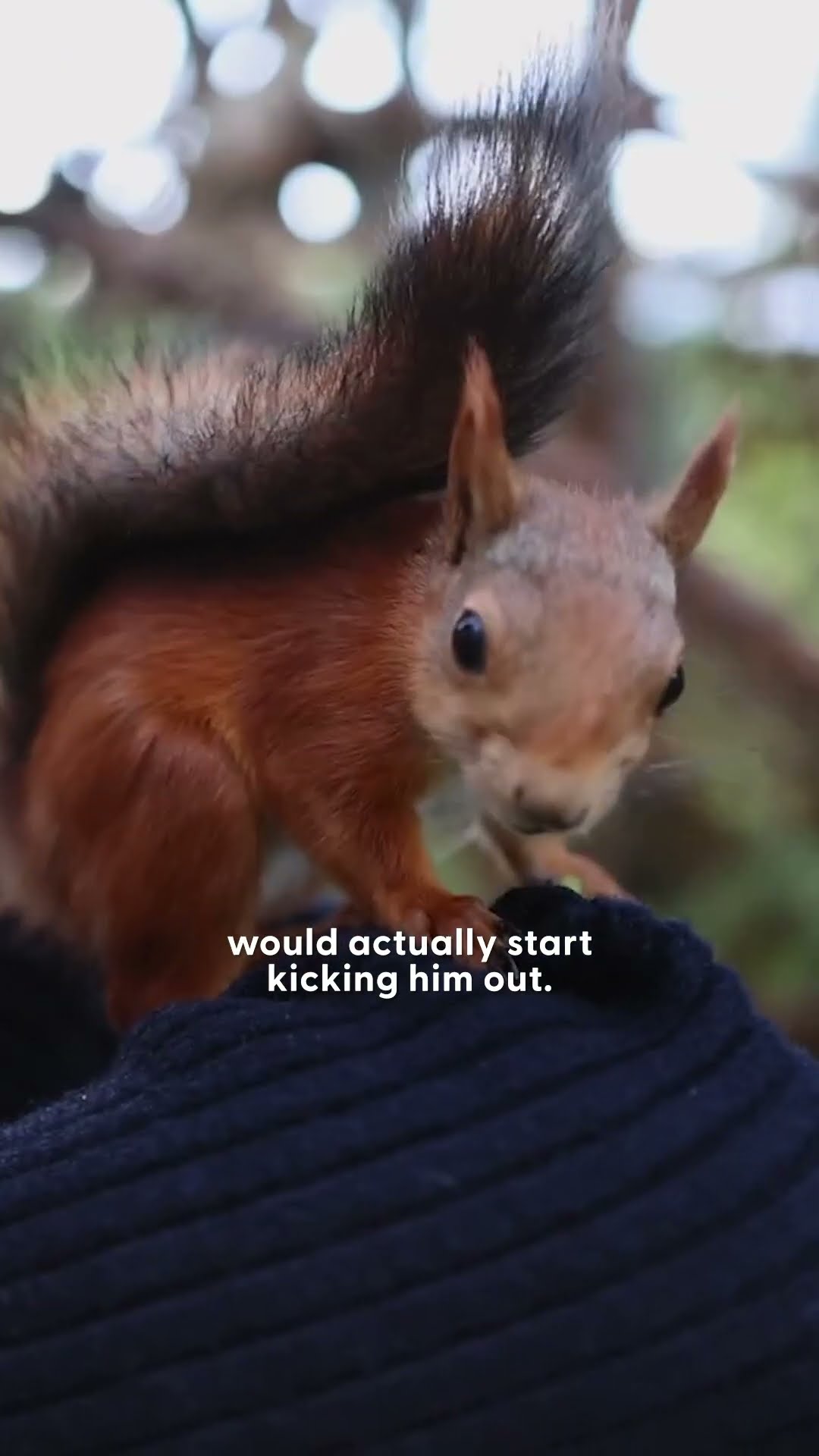 Orphan Baby Squirrel Is Seen In The Wild After 4 Months | The Dodo