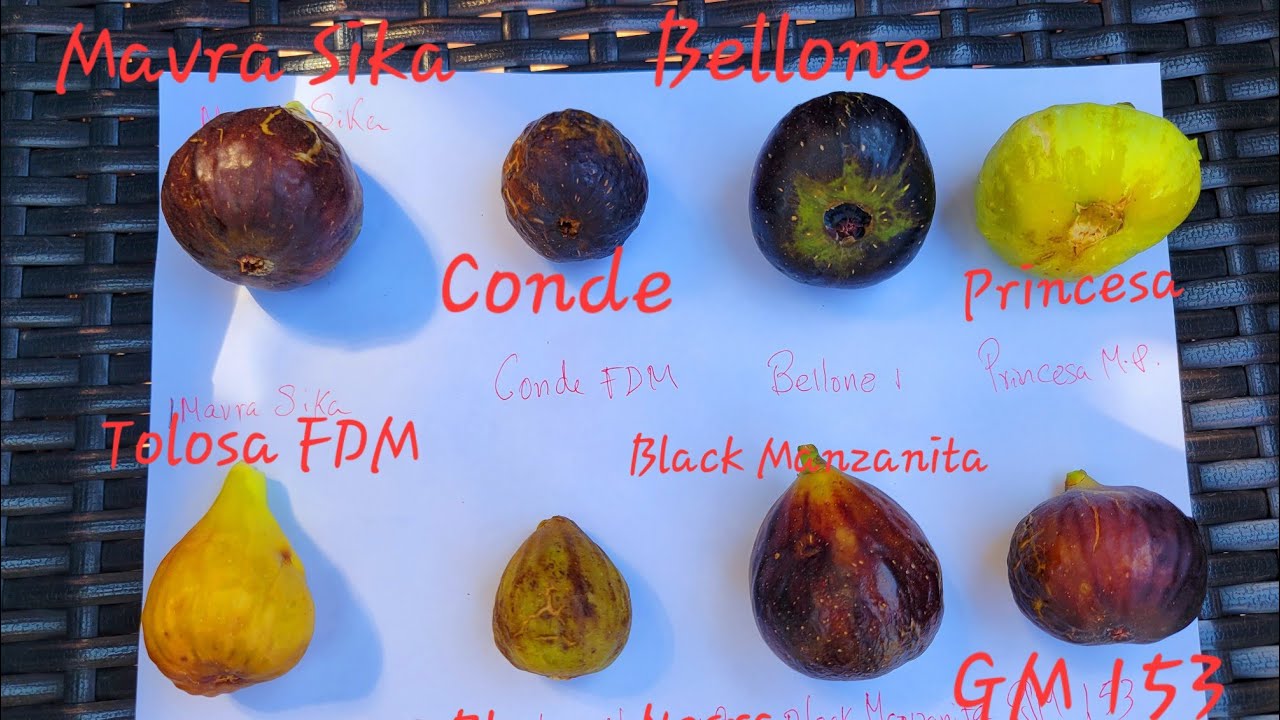 Carlos Rivera multi Fig tasting  August 13, 2023 #figs