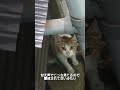 最近来るといつも眠そうなベランダにゃんこが子育てしてました。#shorts