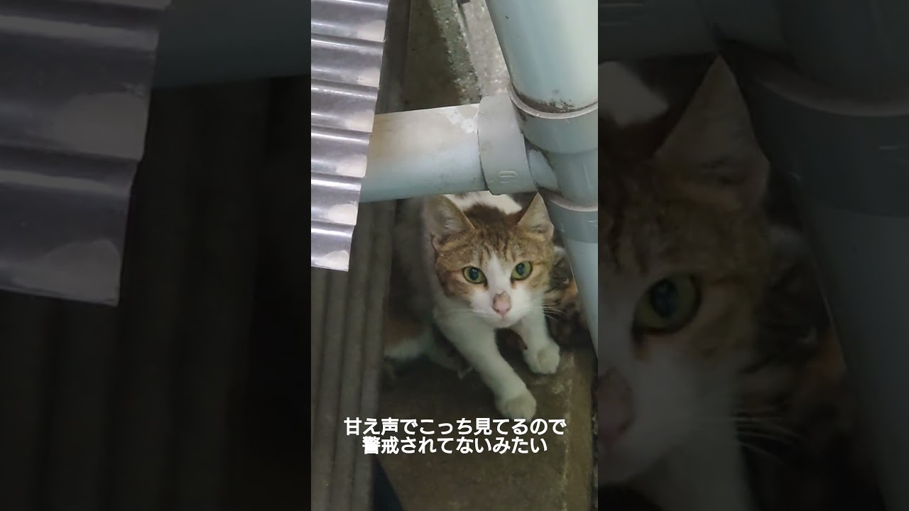 最近来るといつも眠そうなベランダにゃんこが子育てしてました。#shorts