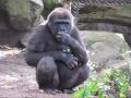 Kibabu The Silverback Gorilla