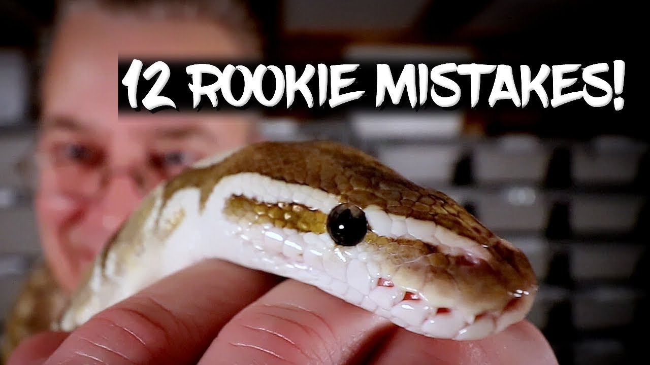 Curated visual reference: Visual Reference: Top 12 Rookie Mistakes Snake Owners