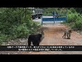 シシオザルのいま、そして未来へ　Lion-tailed macaques beyond fragments