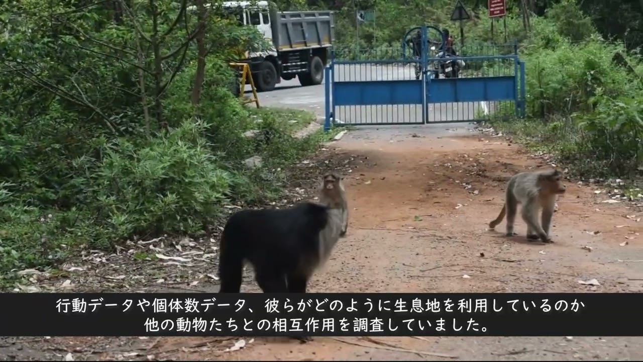 シシオザルのいま、そして未来へ　Lion-tailed macaques beyond fragments