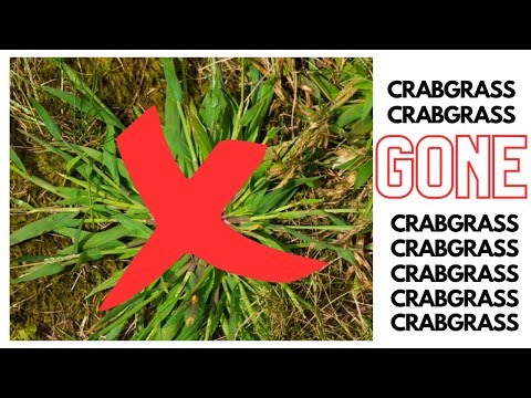 Vídeo: Matando ervas daninhas Foxtail: Informações e dicas para controle de grama Foxtail