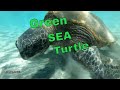 Green Sea Turtle, Swimming and Eating.  Big Island Hawai&#39;i