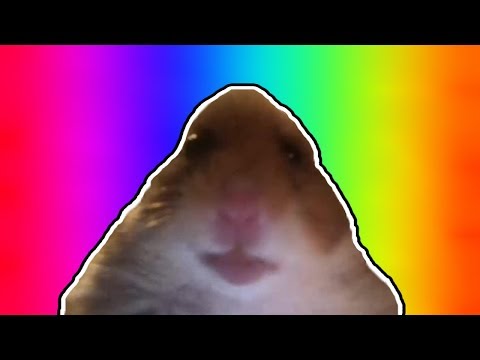 staring-hamster-meme-compilation