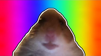 Hamster Facetime Meme Hamster Webcam 10 Hours Version Youtube