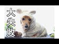 【元保護犬】家族になって初めて迎える冬に向けての準備【カニンヘンダックスえびすの日常】