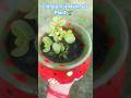 How to Grow Jade Plant from Cutting in Small Pot#shorts#diy#garden#tips
