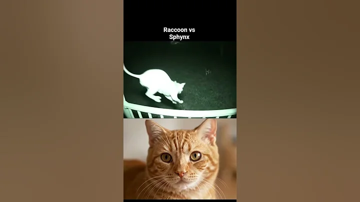 Video 10266341: sphynx cat animals