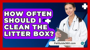 How Often Should I Clean the Litter Box? - PetGuide360.com