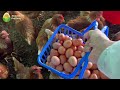 ¿Cuántos huevos producen 100 gallinas al día?