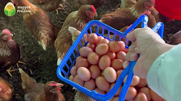 ¿Cuántas gallinas necesito para tener 3 huevos al día?