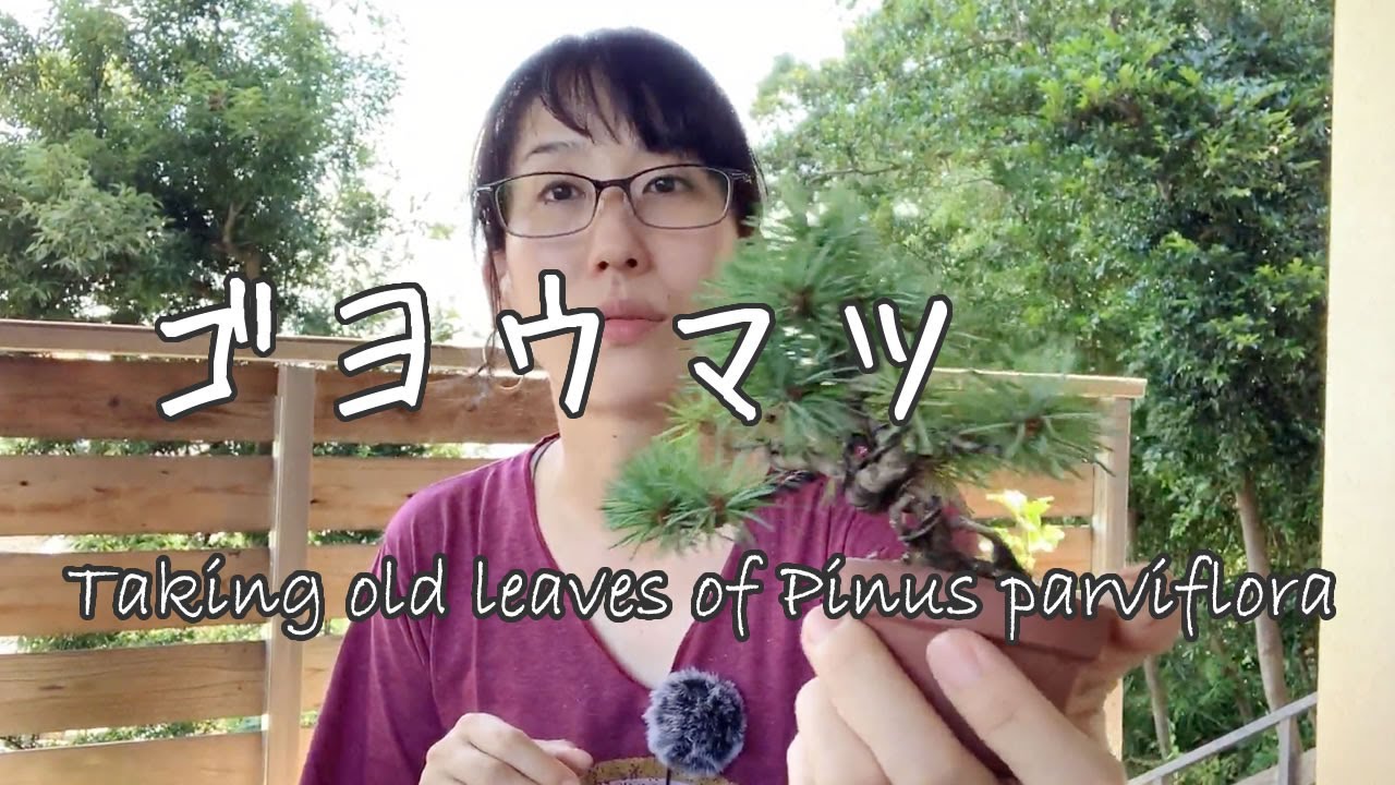 Taking old leaves of Pinus parviflora (Goyoumatsu) - YouTube