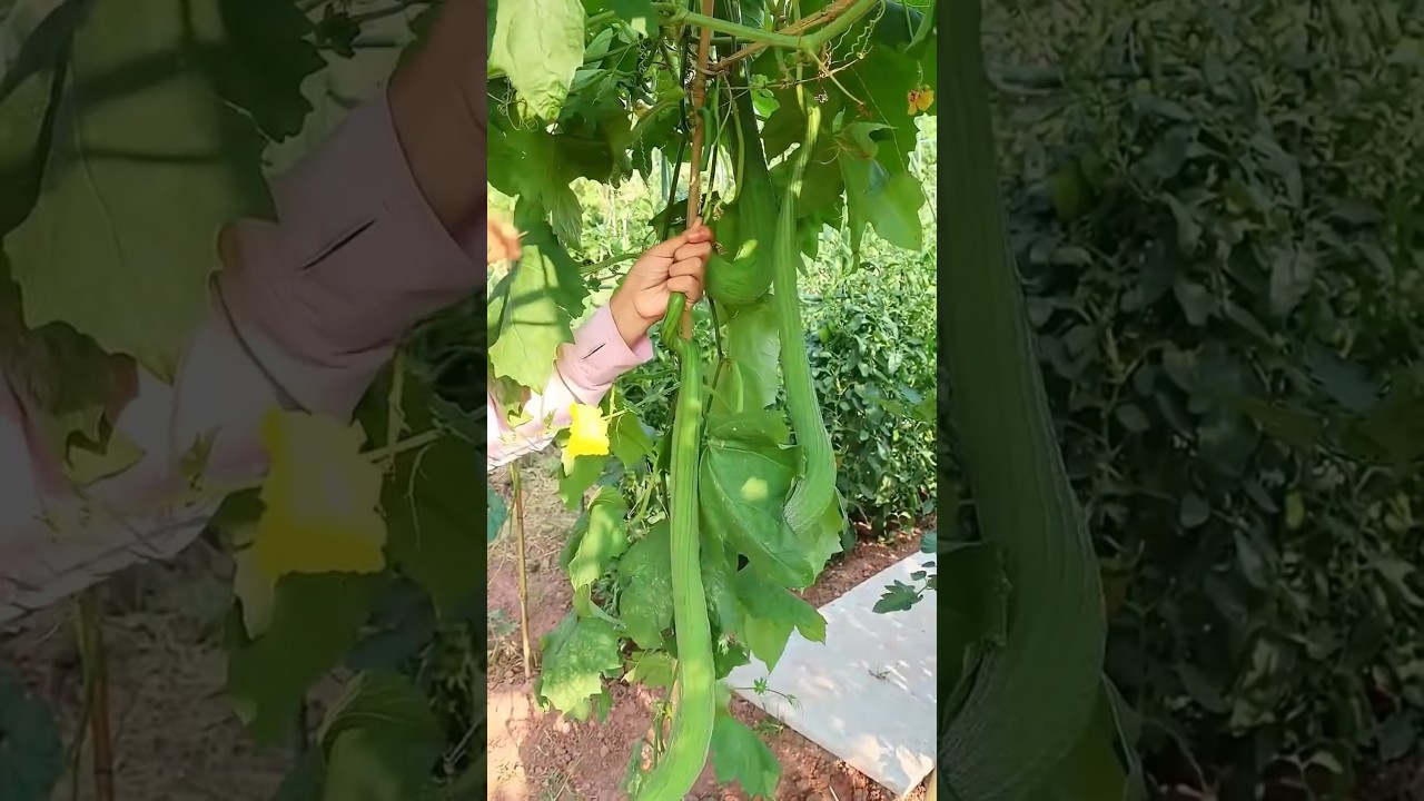 how to agriculture #vegetables #farming #gardening #garden #harvest #shortvideo #satisfying