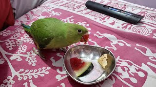 अन्नू ने रामा को किया परेशान रामा ने लिया बदला #myfirstvlog #babyparrotvideo #Annukirasoivlog  #vlog