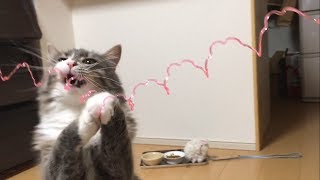 バネのおもちゃで遊ぶ猫 ノルウェージャンフォレストキャットPlay with spring toy.Norwegian Forest Cat.
