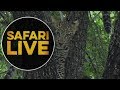 safariLIVE - Sunrise Safari - May 18, 2018