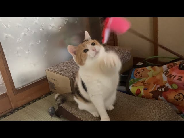 食べちゃう(三毛猫) はたらくねこ】三毛猫はなの移動販売🚚💨 - YouTube
