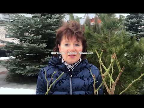 КОГДА САЖАТЬ РОЗЫ ВЕСНОЙ / ВЕСЕННЯЯ ПОСАДКА  РОЗ в 2020