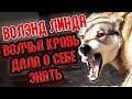 В Линде проснулась волчья кровь. Защищает щенков как волчица