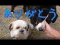 【実家犬と】オカンが子犬を拾ってきた!【ご報告】