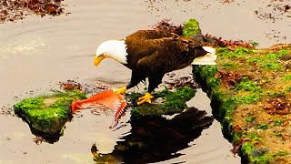 Eagle vs Octopus! Craziest Animal Battles Caught On Camera