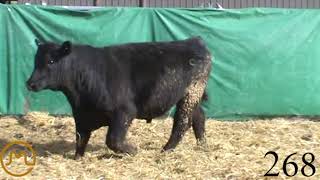 Lot 268 (Ten X x Upward x Barbara K 121)