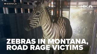 TOP STORIES: Zebras in Opportunity, road rage victims speak in Missoula, sunny Saturday
