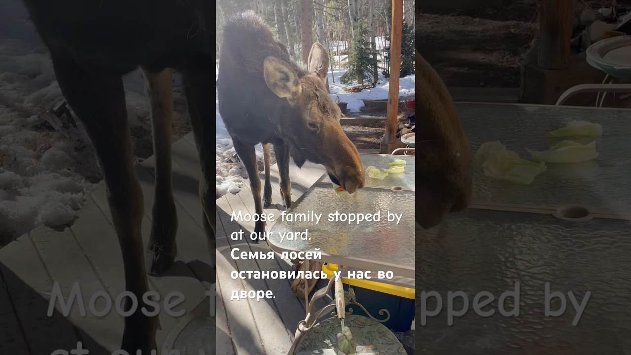 Moose family stopped at our yard. Семья лосей остановилась у нас во дворе.