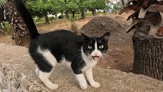 Tuxedo cat was very happy when she saw me and started meowing loudly