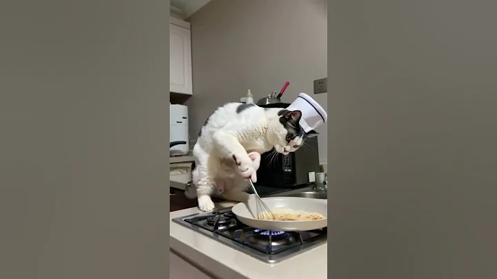 Cat Cooking #ai #aianimation #creativeai #animation #art #aiart #cartoon #shorts #ytshorts #short #x