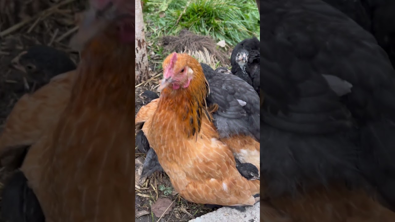 Цыплята орлы😂 