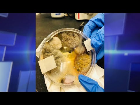 Video: Restroom Hand Dryers Breed Bacteria?