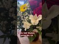 Eindeutig meine seelenverwandte #catlovers #cat #süss #katze #blumen #katzenvideos #viralvideo