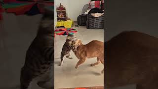 WWE #catfight #cat #fighter #indian #india #viral #viralvideo #viralshorts #viralshort #top