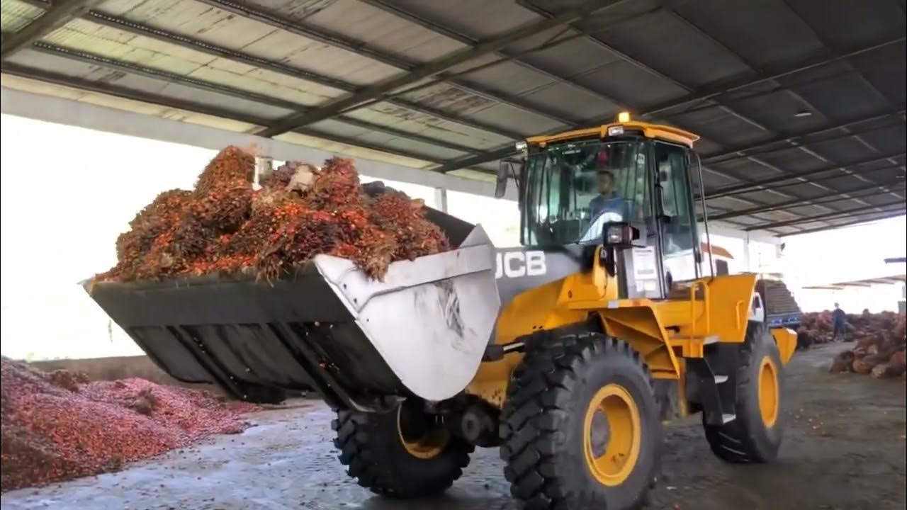 Как делают пальмовое масло how palm oil is made YouTube