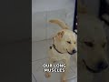Could Your Dog's Nose Block Their View? Head Tilt Explained!