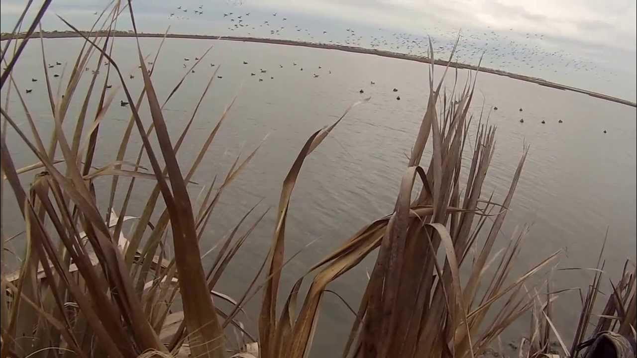 Giant Flock of Redheads Decoy YouTube