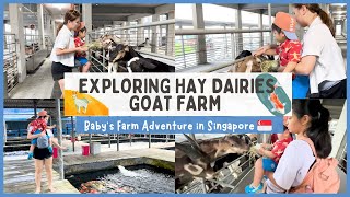 Exploring Hay Dairies Goat Farm: Baby's Farm Adventure in Singapore  | Sandra Faustina Lee