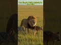Lion Leads Jackals to Kill | Hyenas Waiting Nearby | Wild Safari Drama #wildtv #wildlife #naturelove