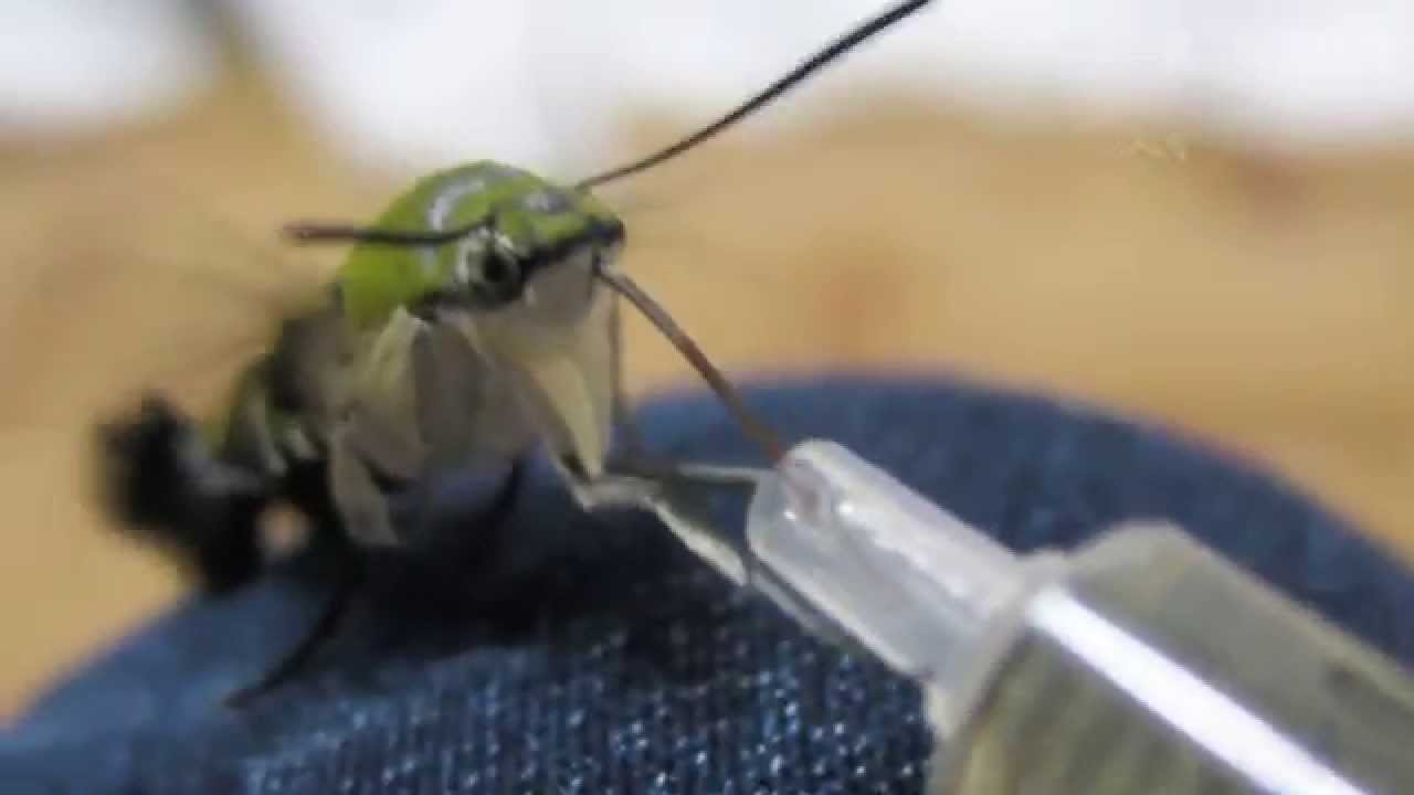 オオスカシバたんのホバリングｋｐｋｐ Pellucid Hawk Moth Youtube