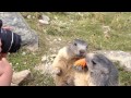 Ellie feeding marmots on the Spielboden