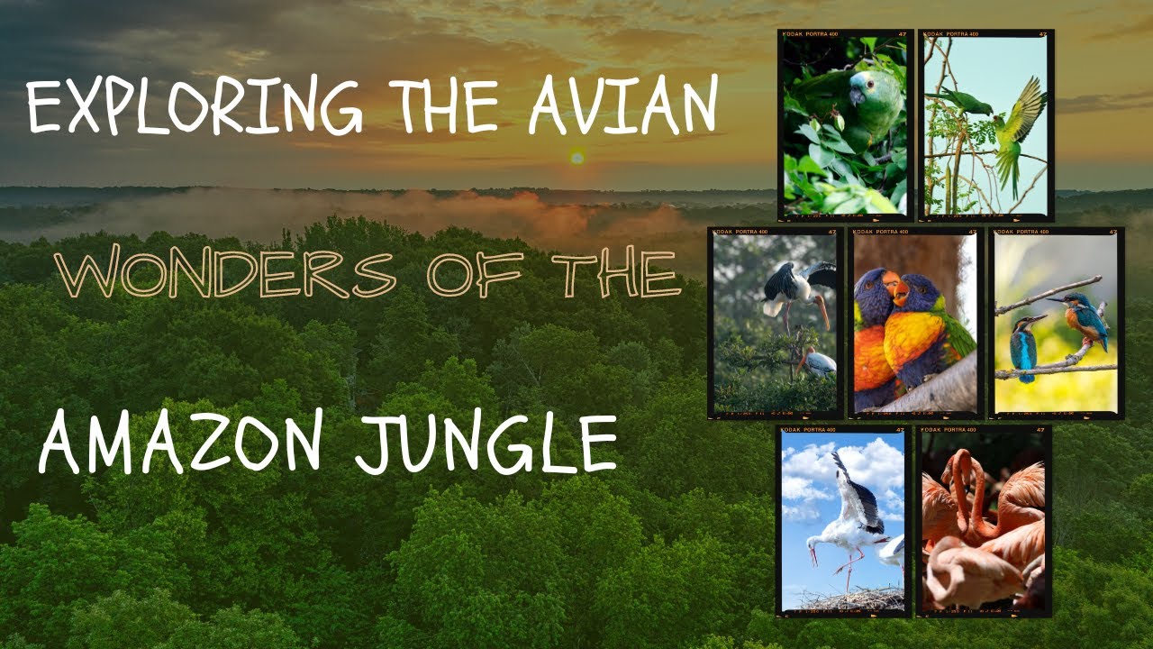 "Feathers & Flights: Amazon's Diverse Avian Spectacle"