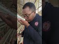 Checking Feed Quality to ensure poultry health and welfare to maximize growth and egg production.